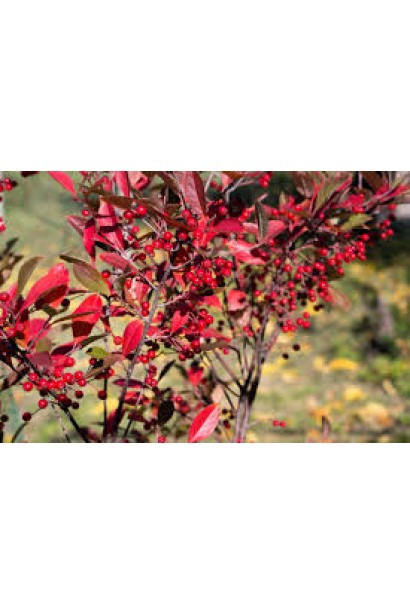 Декоративність Аронії червоної Брілліант